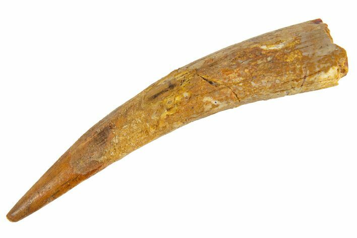 Fossil Pterosaur (Siroccopteryx) Tooth - Morocco #329002